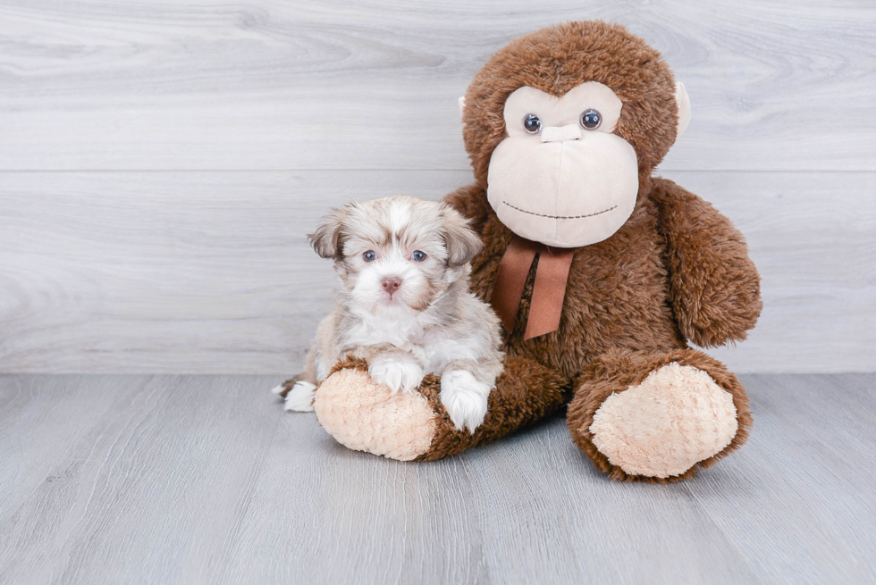 Havanese Pup Being Cute