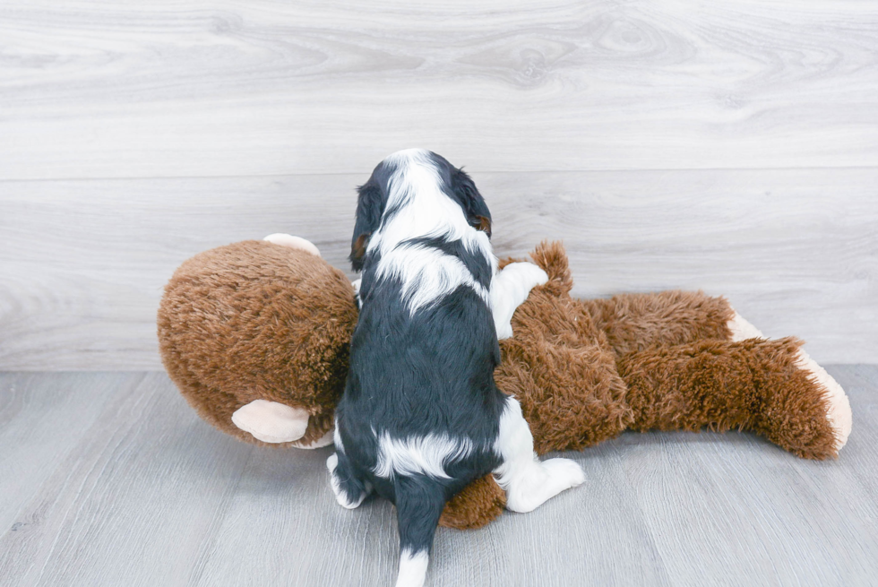 Popular Cavalier King Charles Spaniel Baby