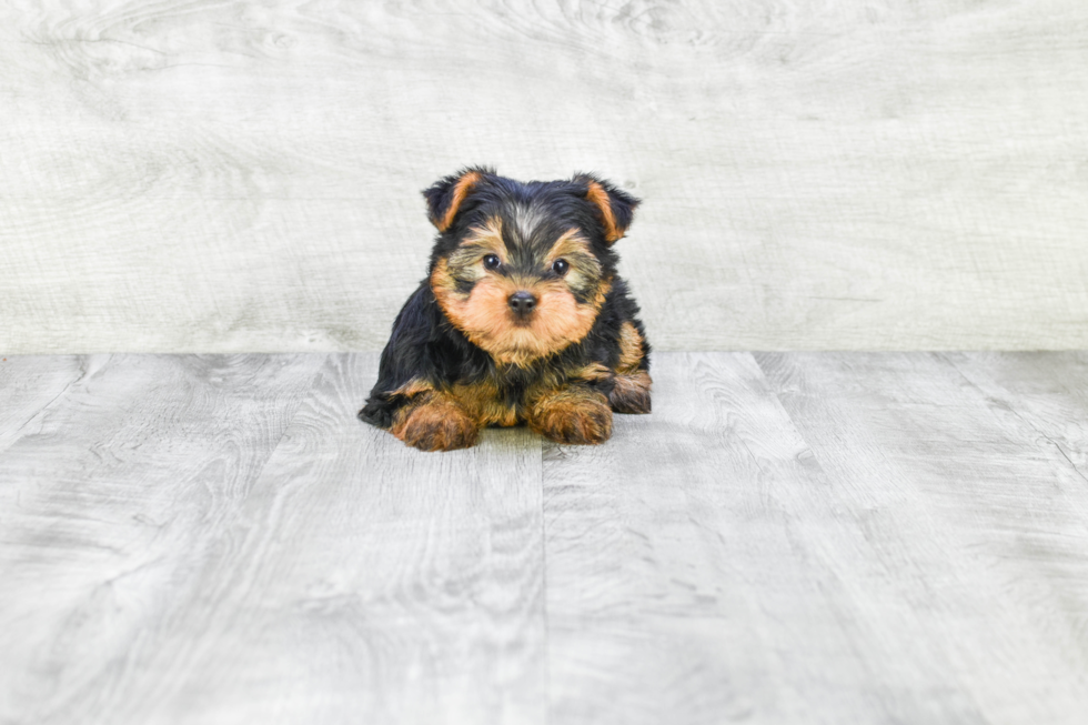 Meet Izzie - our Yorkshire Terrier Puppy Photo 