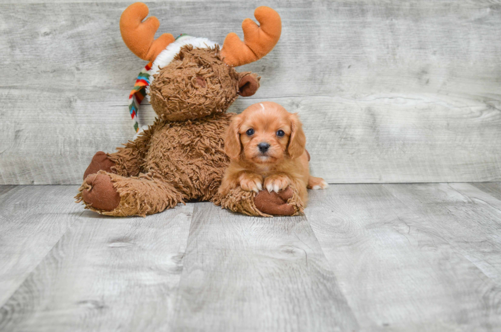 Akc Registered Cavalier King Charles Spaniel Baby