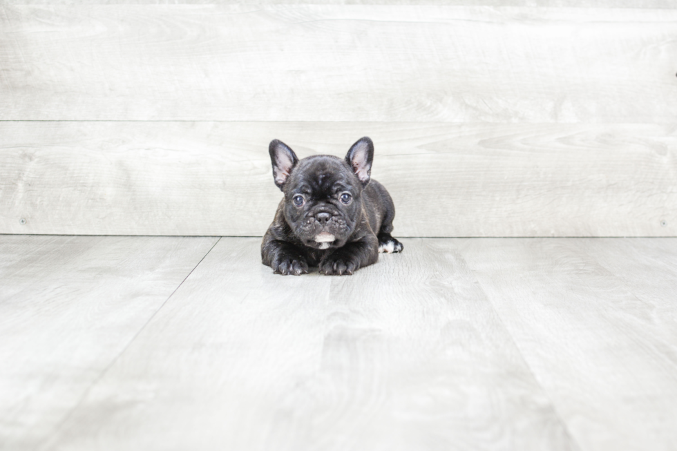 Playful French Bulldog Baby