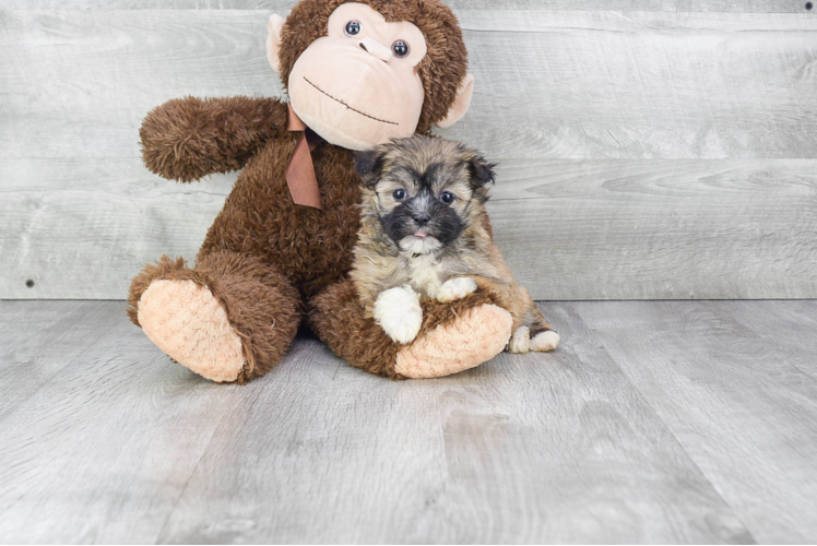 Hypoallergenic Havanese Purebred Pup