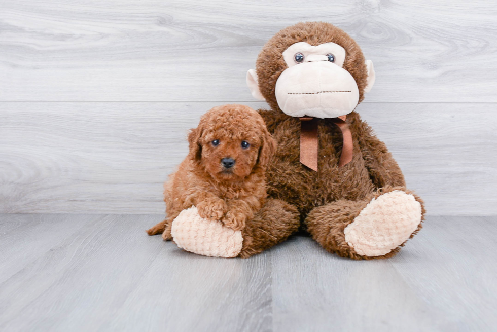 Smart Cavapoo Poodle Mix Pup