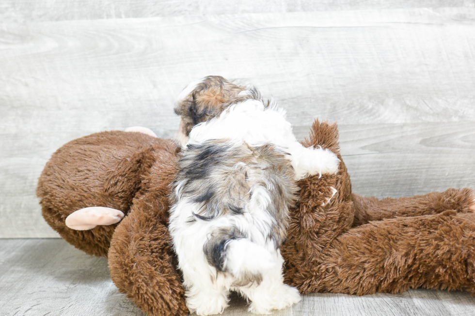 Fluffy Teddy Bear Designer Pup