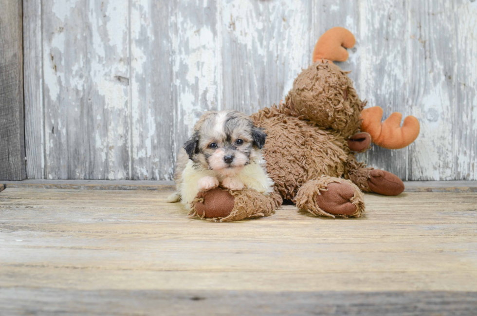 Teddy Bear Puppy for Adoption