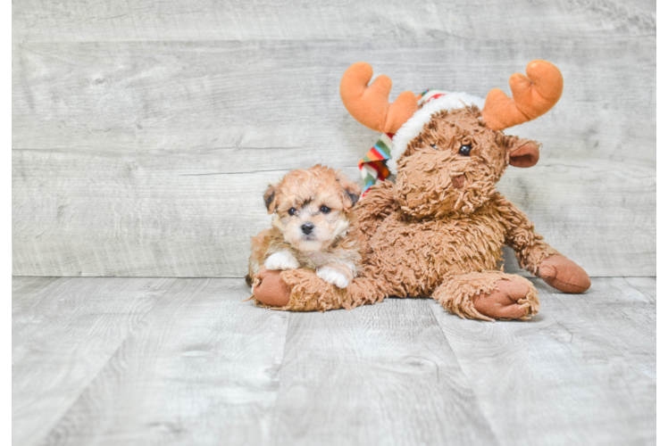 Morkie Pup Being Cute