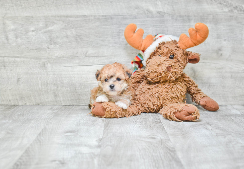 Morkie Pup Being Cute