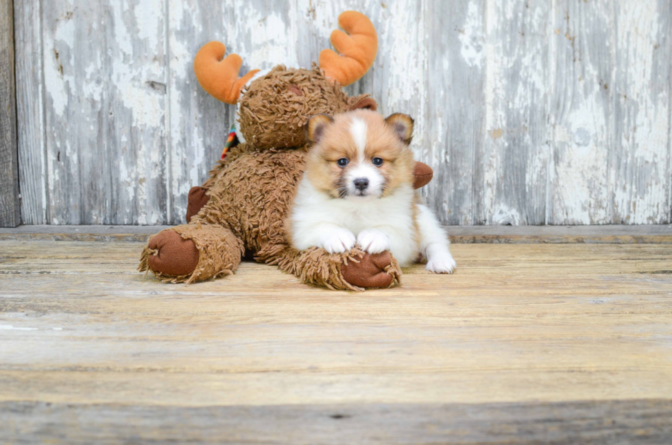 Pomeranian Pup Being Cute