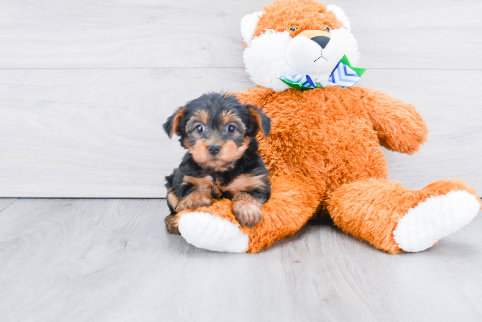 Meet Izzie - our Yorkshire Terrier Puppy Photo 