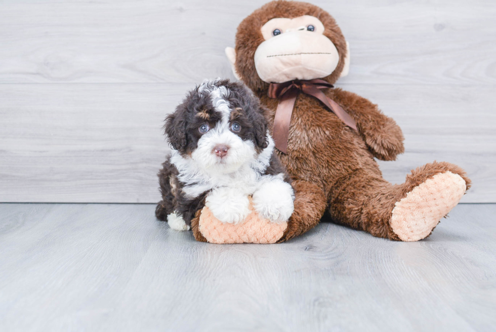 Mini Bernedoodle Puppy for Adoption