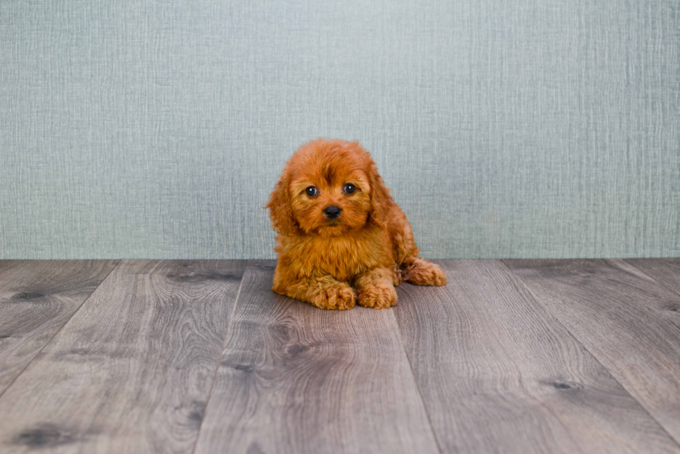 Friendly Cavapoo Baby