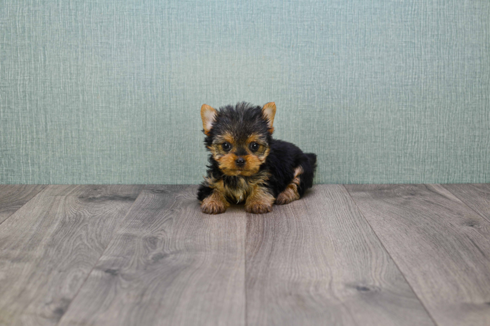 Meet Ronaldo - our Yorkshire Terrier Puppy Photo 