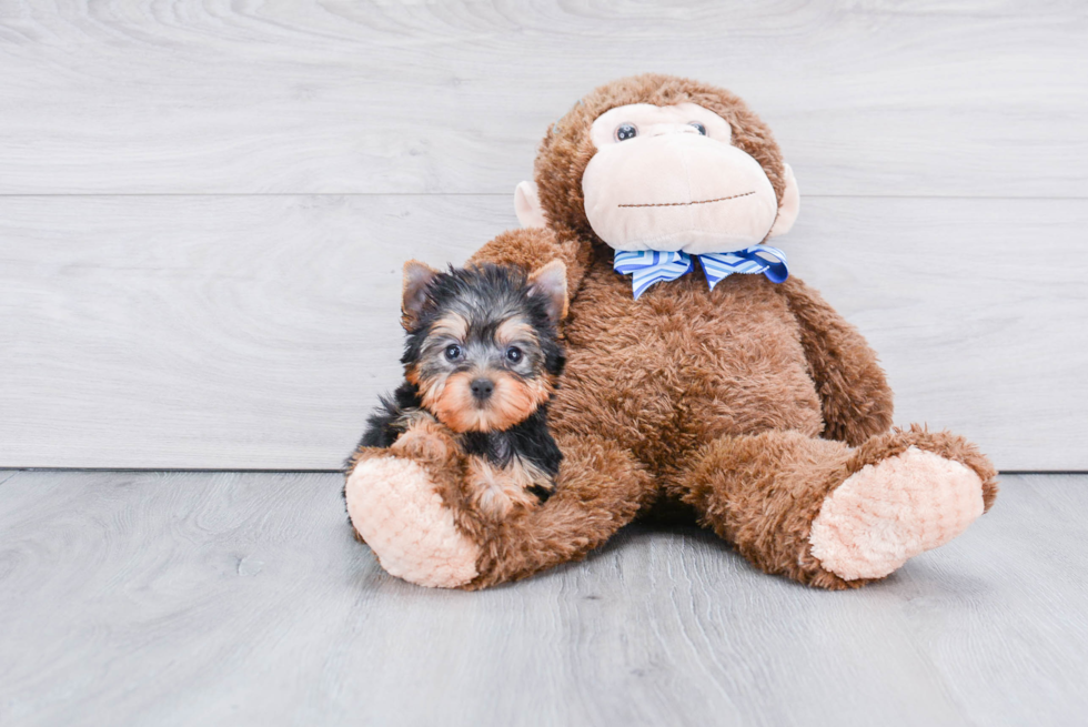 Meet Giselle - our Yorkshire Terrier Puppy Photo 