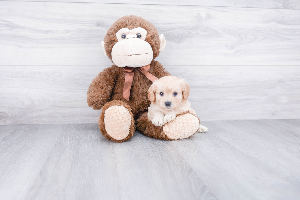 Cavachon Puppy for Adoption