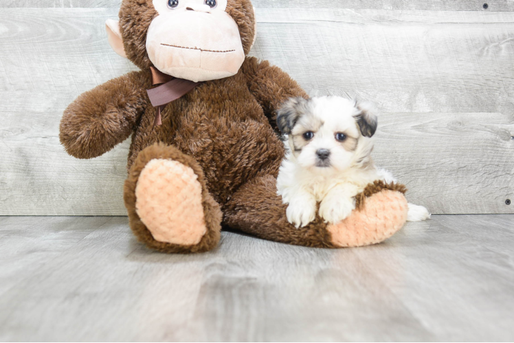 Best Teddy Bear Baby