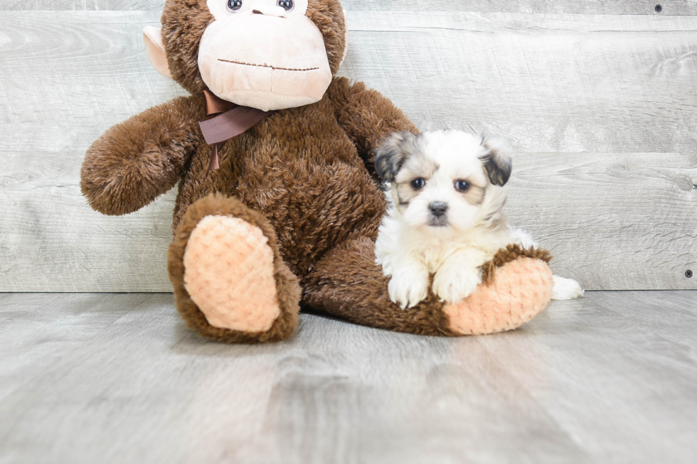 Best Teddy Bear Baby