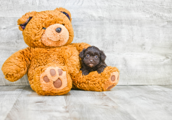 Havanese Pup Being Cute