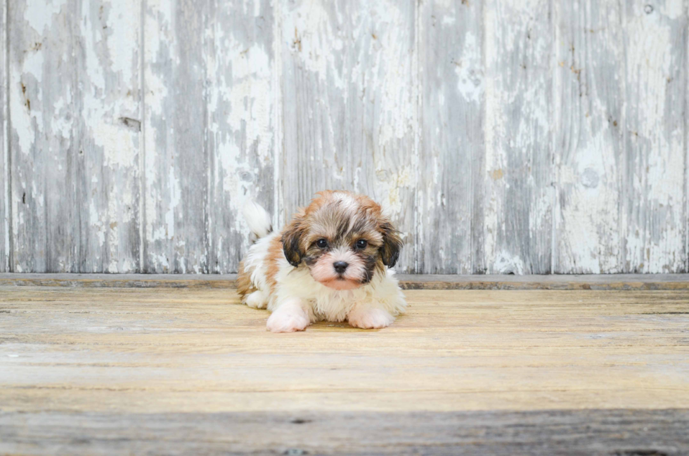 Cute Teddy Bear Baby