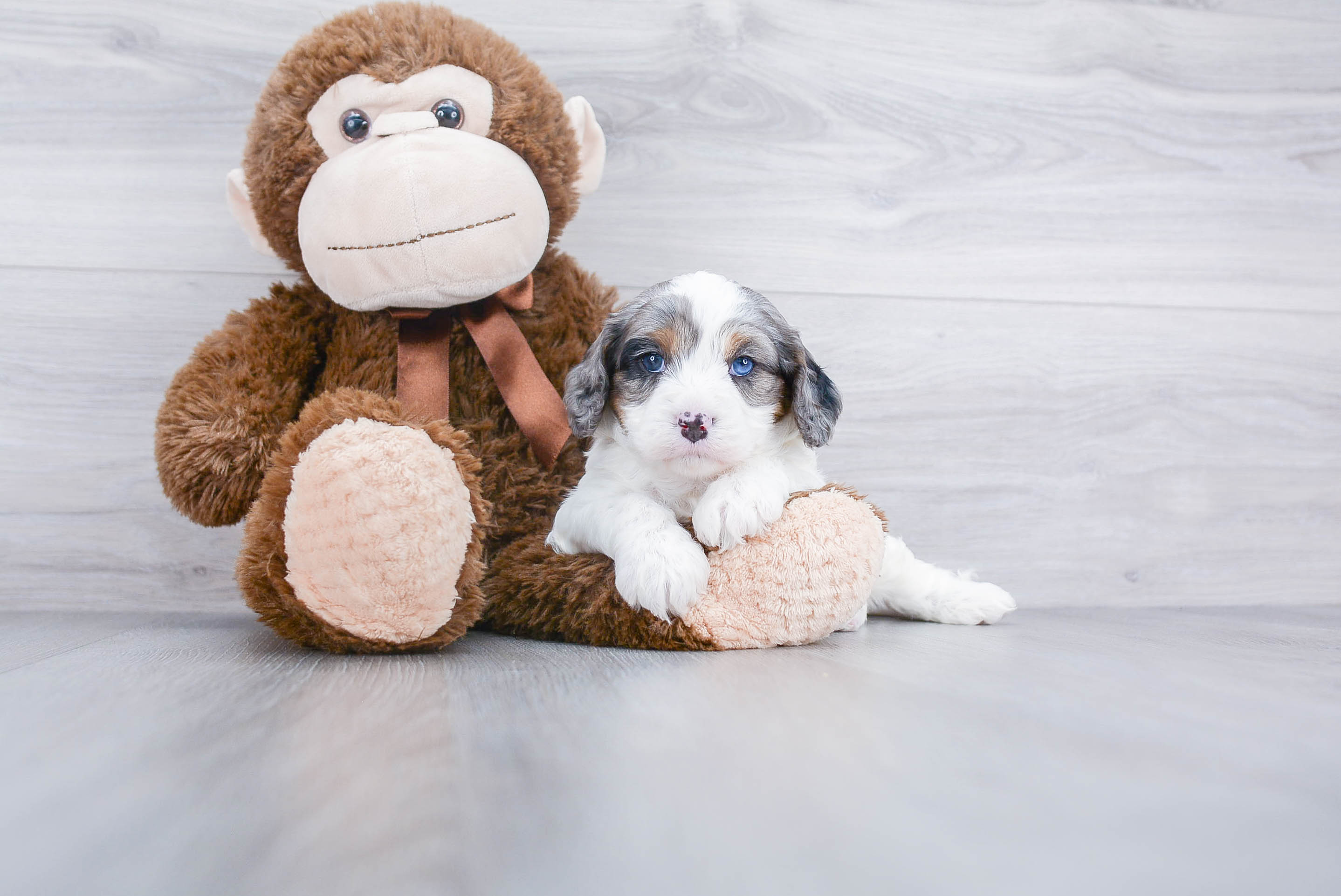 Cavapoo Pup Being Cute