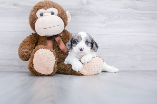 Cavapoo Pup Being Cute