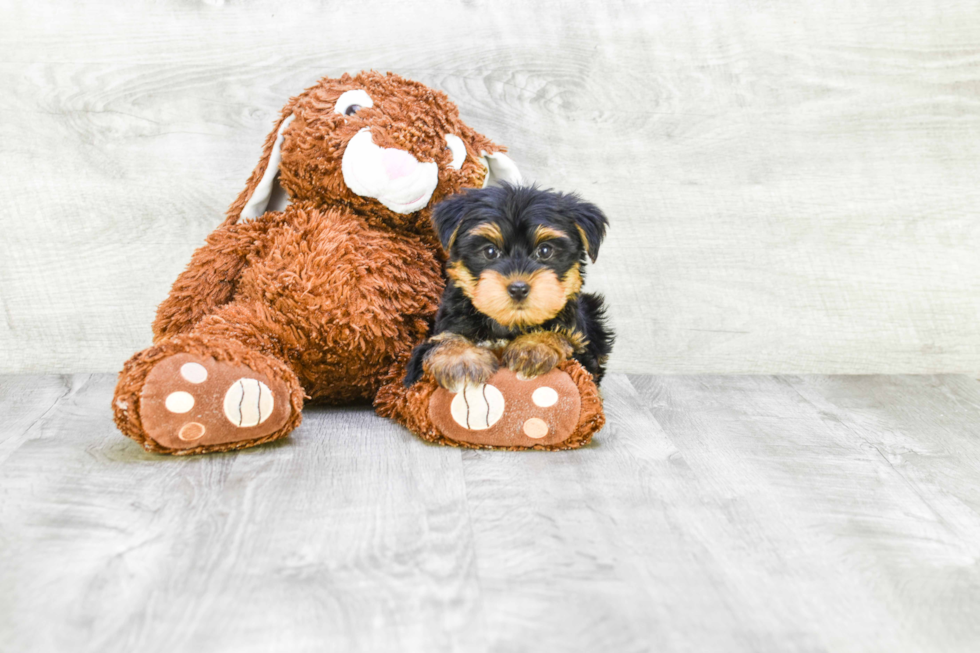 Meet Timmy - our Yorkshire Terrier Puppy Photo 