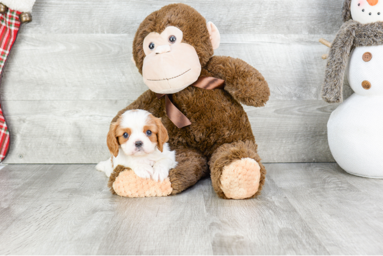 Small Cavalier King Charles Spaniel Baby