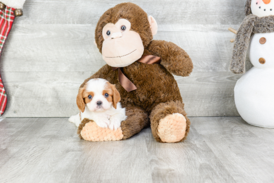 Small Cavalier King Charles Spaniel Baby