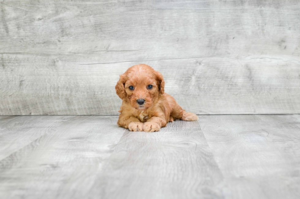 Happy Cavapoo Baby