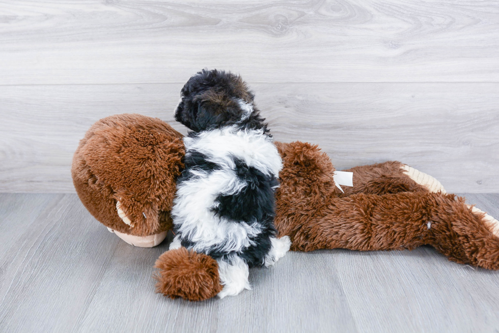 Energetic Havanese Purebred Puppy