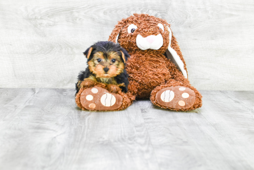 Meet Beckham - our Yorkshire Terrier Puppy Photo 