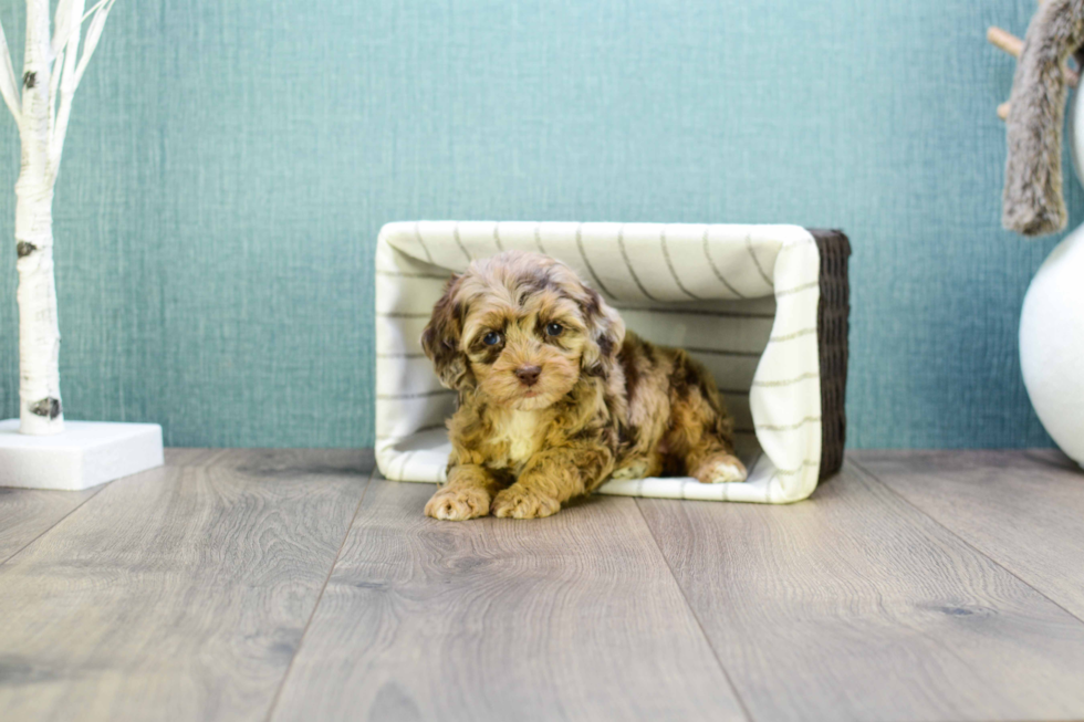 Cavapoo Pup Being Cute