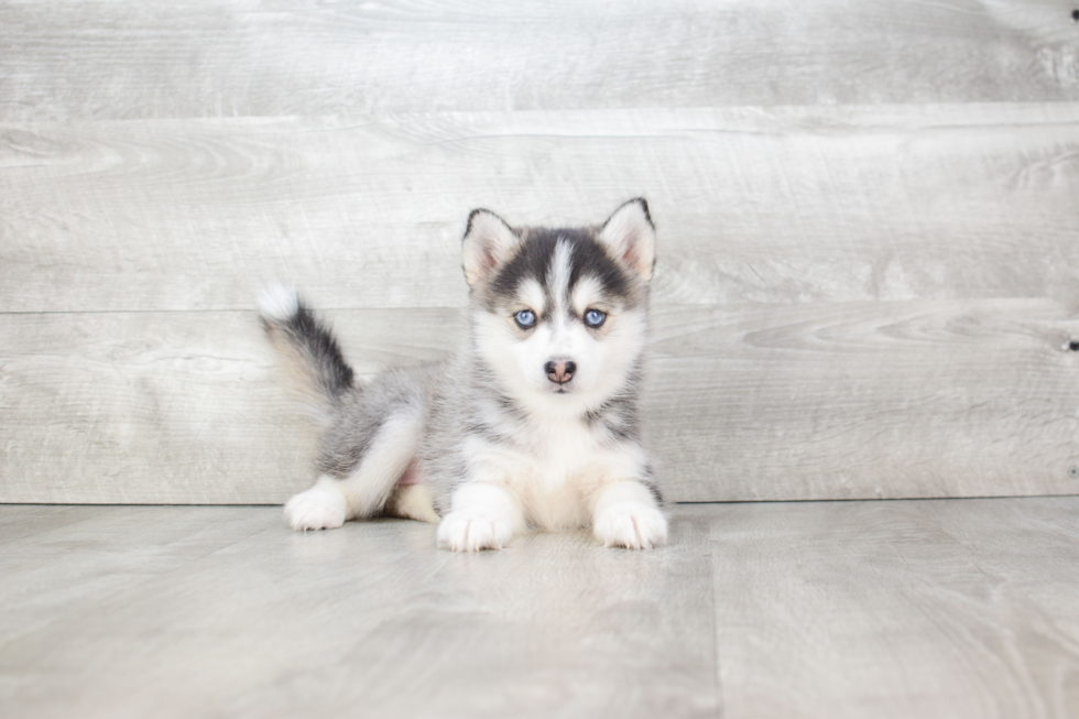 Energetic Mini Husky Designer Puppy