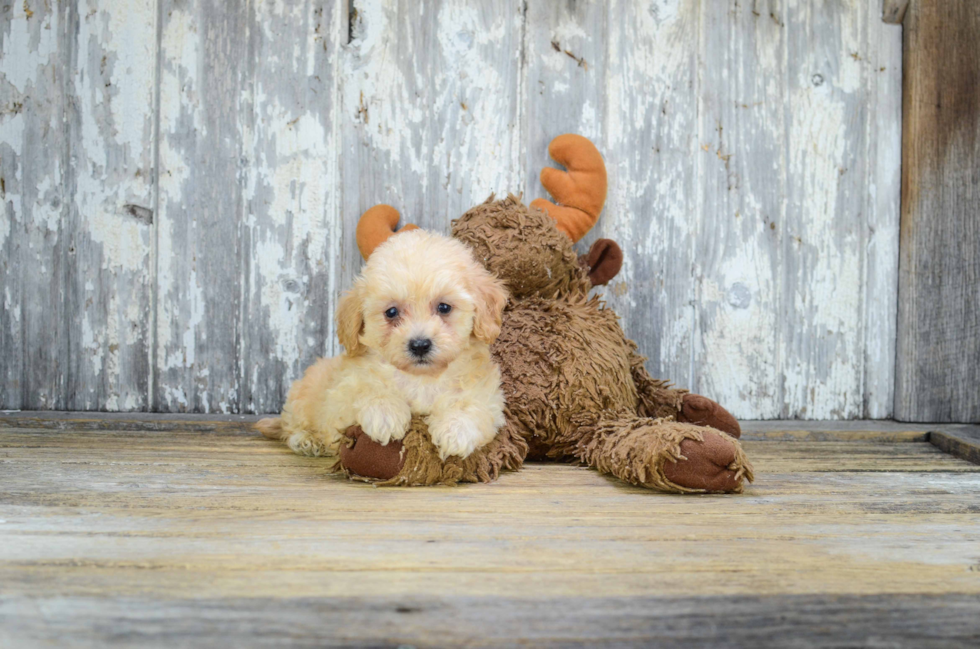 Cavapoo Puppy for Adoption