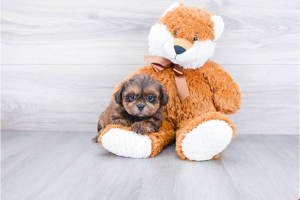 Best Teddy Bear Baby