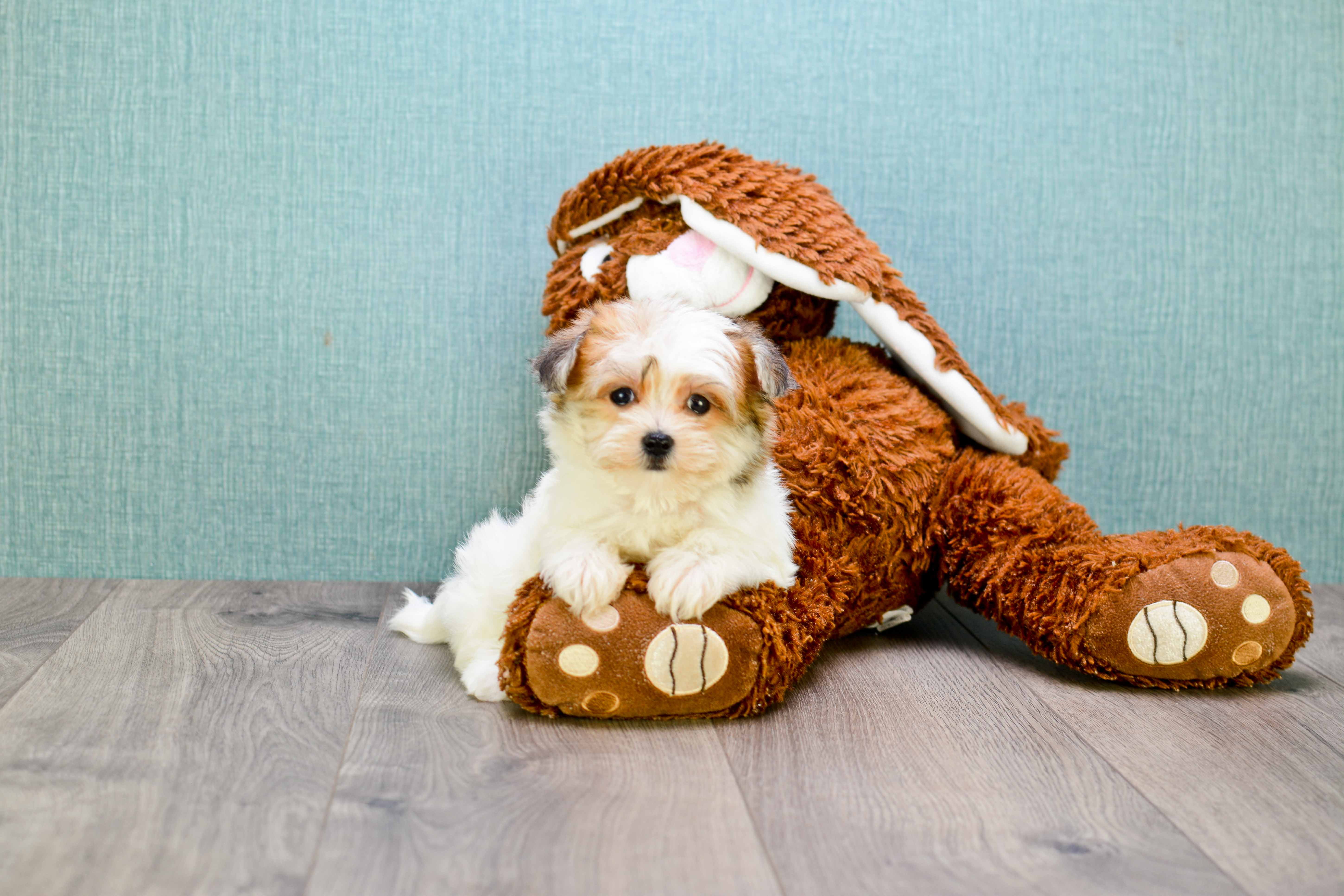 Havanese Pup Being Cute
