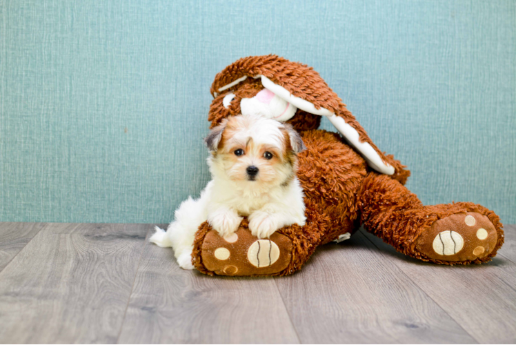 Havanese Pup Being Cute