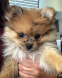 Popular Pomeranian Pup