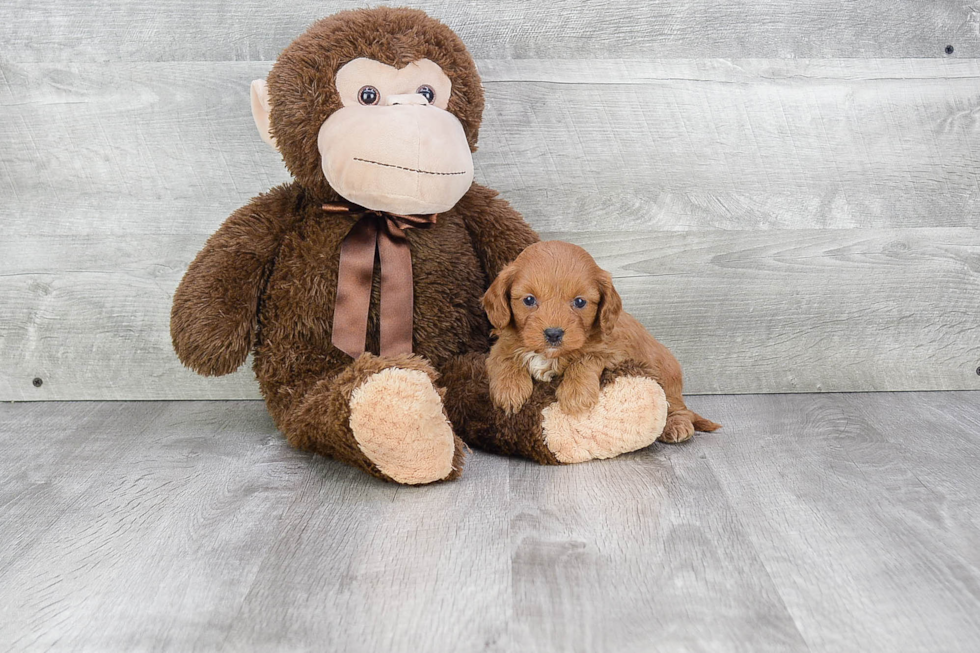 Funny Cavapoo Poodle Mix Pup