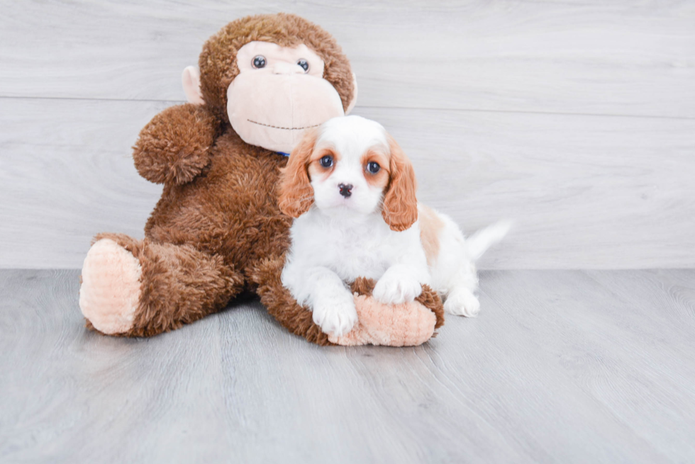 Hypoallergenic Cavalier King Charles Spaniel Baby