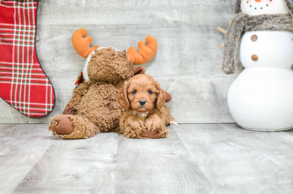 Best Cavapoo Baby