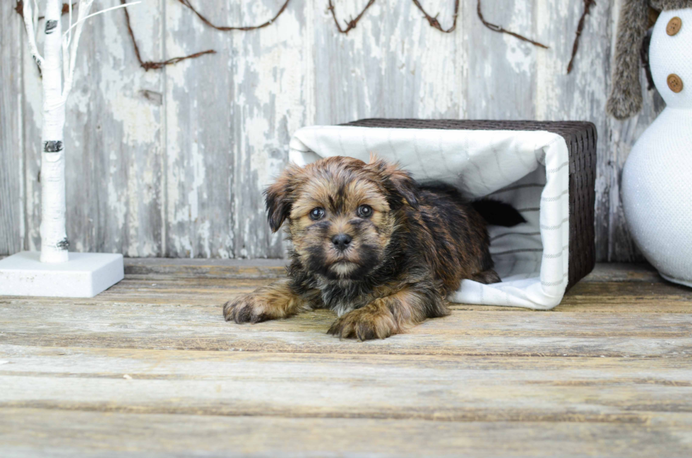 Small Shorkie Baby