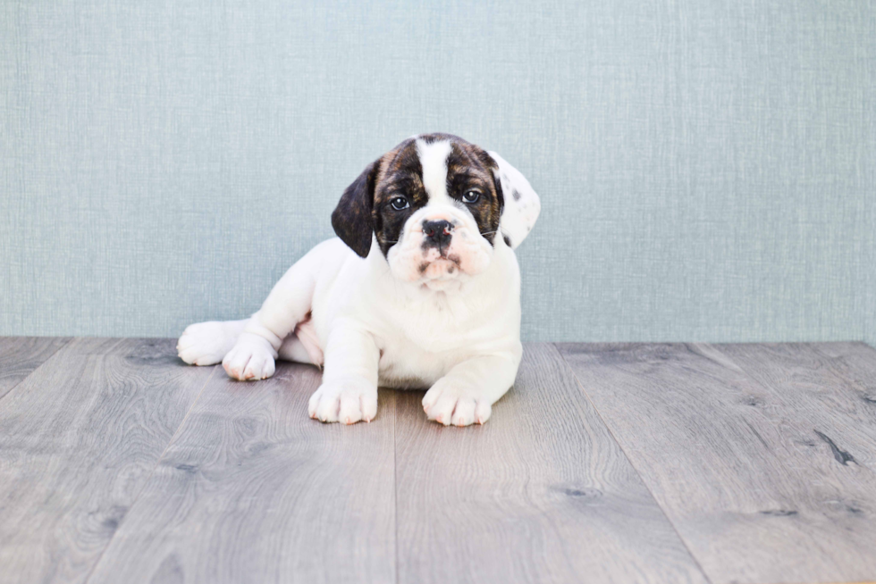 Cute English Bulldog Mix Pup