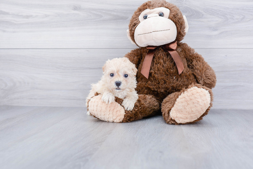 Best Maltipoo Baby