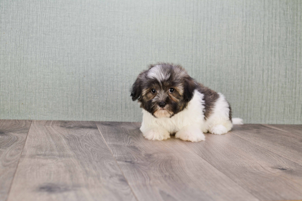 Best Havanese Baby