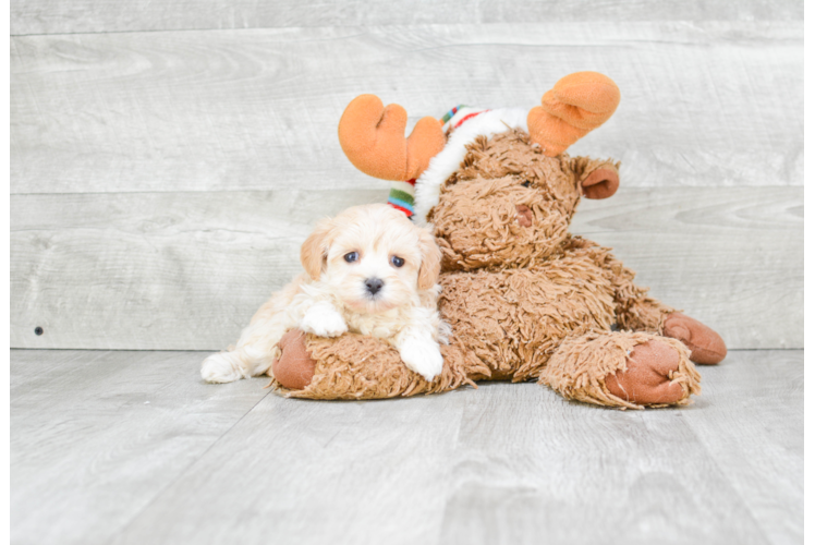 Small Maltipoo Baby