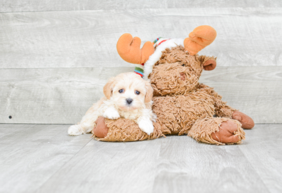 Small Maltipoo Baby