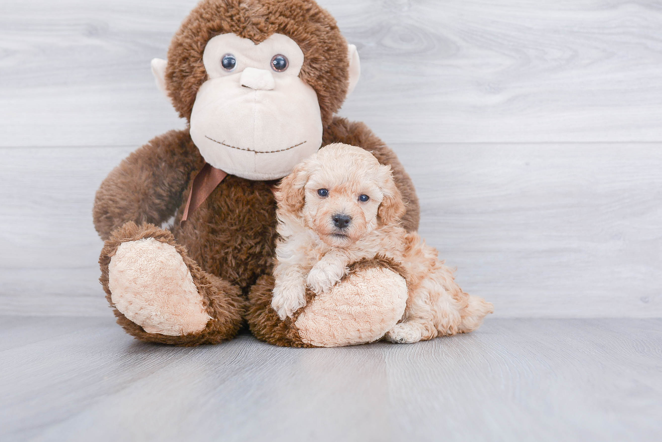 Popular Poodle Baby