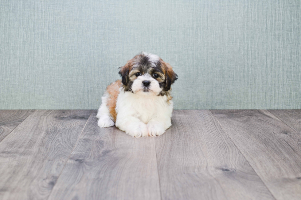 Teddy Bear Pup Being Cute