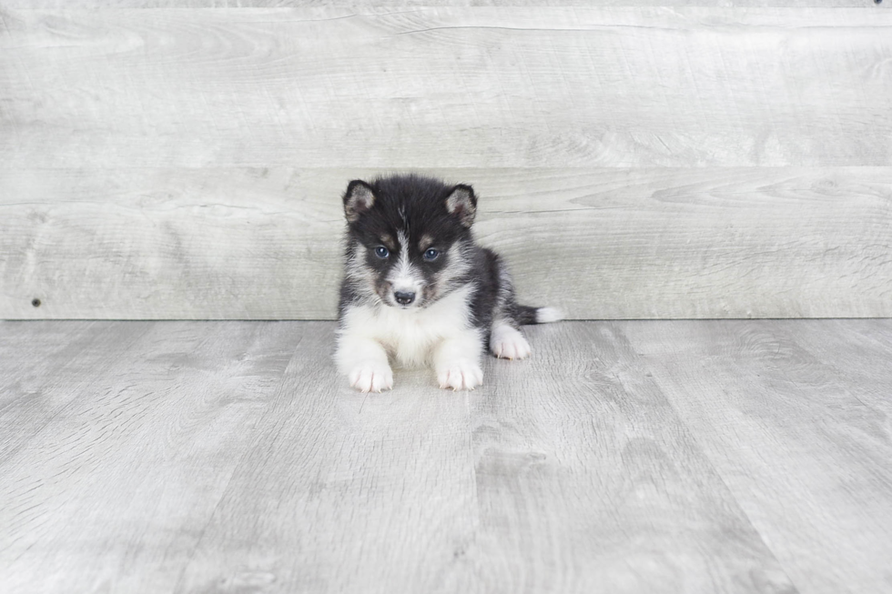 Energetic Mini Husky Designer Puppy