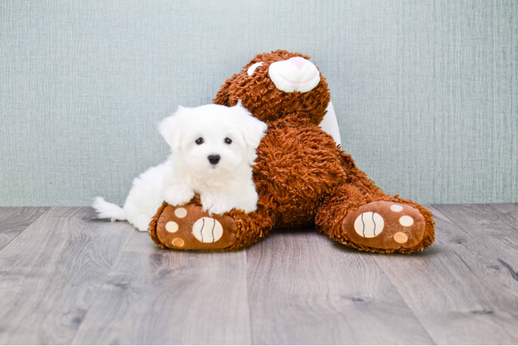 Maltese Pup Being Cute